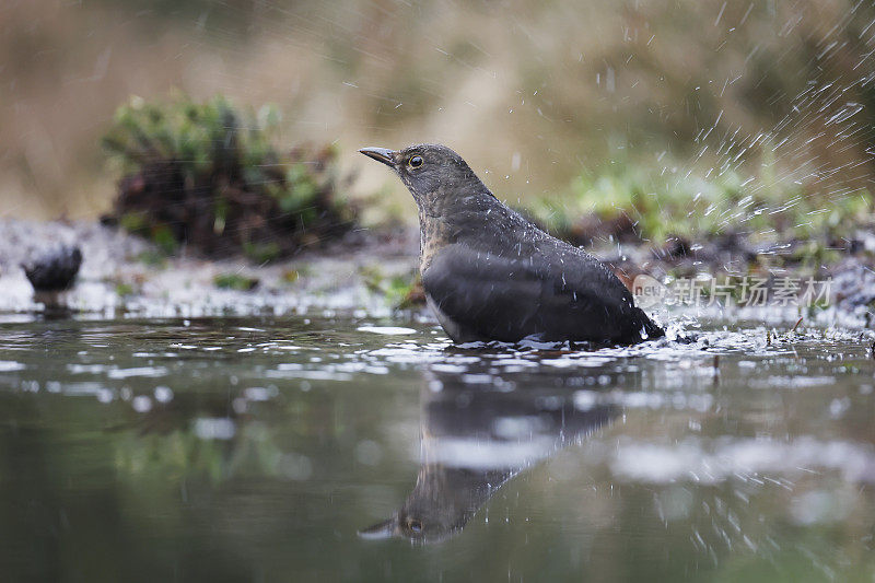 黑鸟(Turdus merula)雌性正在洗澡